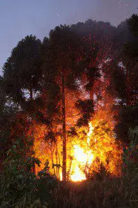 Tiloom - Medio Ambiente - Fuego 2 200x300 Fuego 2