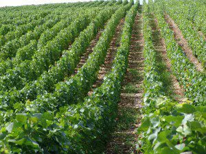 Viticulture 2
