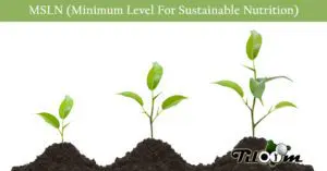 Tiloom - MLSN (niveau minimal pour une nutrition durable) - Croissance en fonction du sol