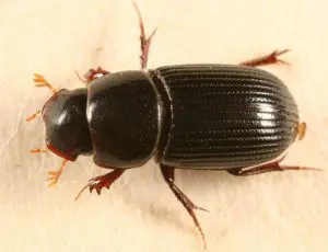escarabajo ataenius spretulus