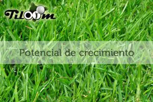 Tiloom - Potencial de crecimiento - grass