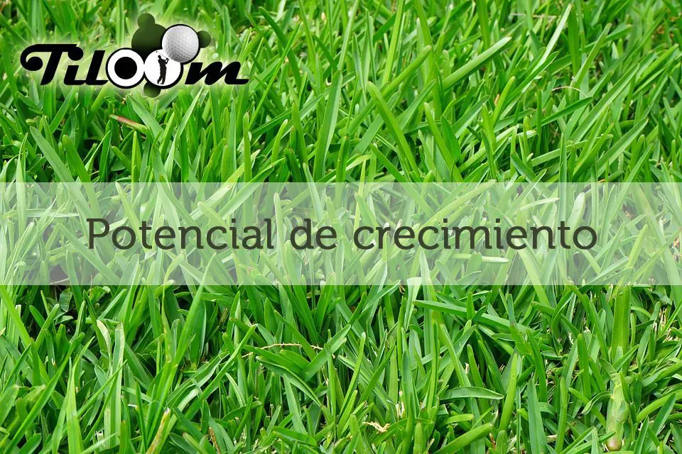Tiloom - Potenziale di crescita - grass