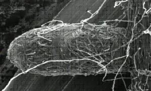 microrrizas