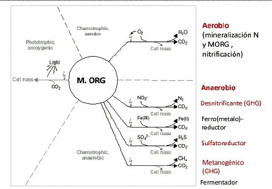 Mineralisierung in