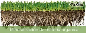 Tiloom - Mineralización de materia orgánica - mineralizacion materia orgánica