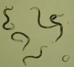 nematodo