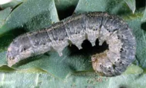 orugadevoraraices