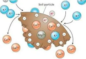 Tiloom - Capacidad de intercambio catiónico: la clave para suelo sano - soil particles