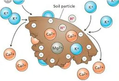 Tiloom - Capacité d'échange cationique : la clé d'un sol sain - particules de sol