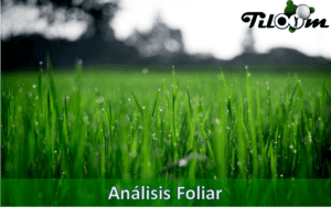 Tiloom - Test di analisi fogliare - analisi fogliare 2
