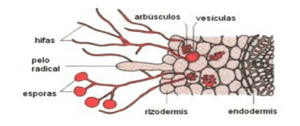 micorrizas-2