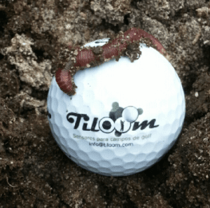 Tiloom - Humificación - Screenshots 2017 03 23 13 37 29 Tiloom - Humificación - Screenshots 2017 03 23 13 37 29