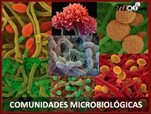 Tiloom - Microbiological communities on greens: boost your turf - com.microb