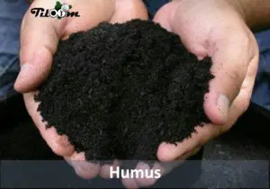 Tiloom - Humification - de l'humus entre les mains