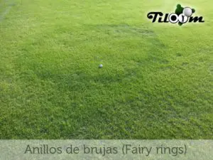 Tiloom - Fairy Rings (حلقات الساحرات) - AnilloBrujas r