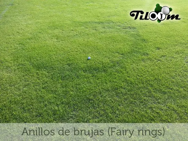 Tiloom - Fairy Rings (anillos de brujas) - AnilloBrujas r