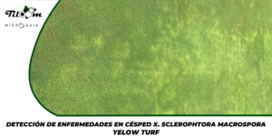 Tiloom - Detecção de doenças no relvado X. Yellow Tuft - Página inicial da Greenkeepedia 23
