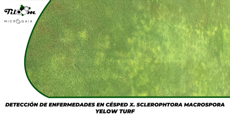 Tiloom - Detección de enfermedades en césped X. Yellow Tuft - Portada de entrada Greenkeepedia 23