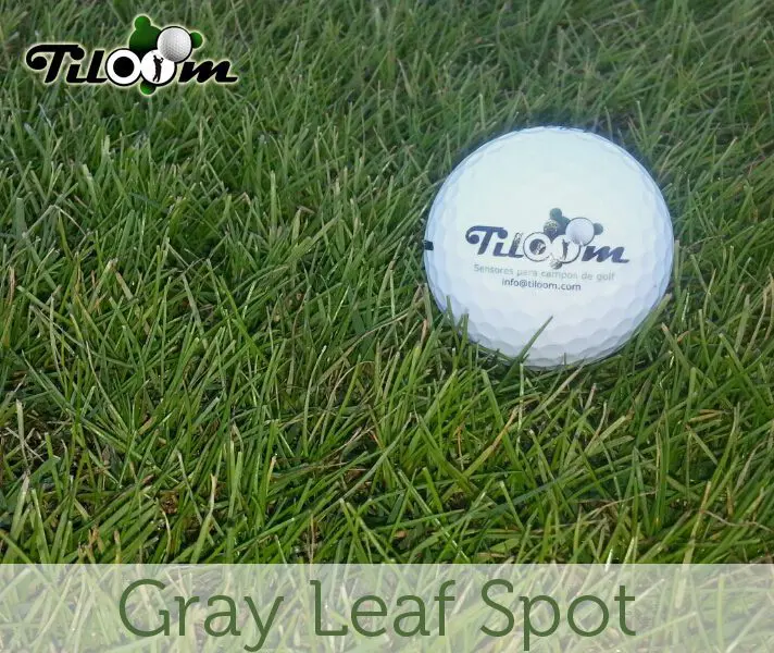 Tiloom - DÉTECTION DES MALADIES DU GAZON XII : Tache grise - gray leaf spot r