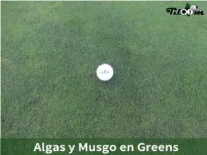Tiloom - Algas e musgo nos greens: Como eliminá-los de forma eficaz - Algas e musgo nos greens