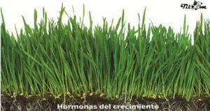 Tiloom - Hormonas del Crecimiento - Hormonas 1