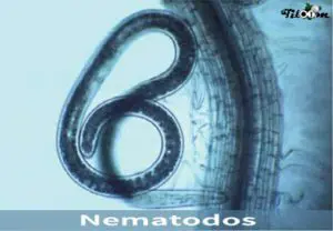 Tiloom - Nematóides - Nematóides