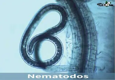 Tiloom - Nematodes - Nematodes