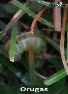 Tiloom - Fall Armyworm - Orugas