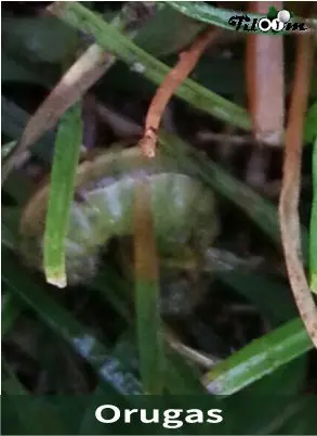 Tiloom – Fall Armyworm – Caterpillars