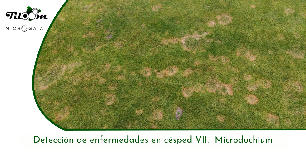 Tiloom - Detecção de doenças no relvado VII. Fusarium Patch - Página inicial da Greenkeepedia 9
