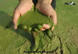 Tiloom - ¿Algas en lagos? Soluciones para evitar el desastre verde - Algas en lagos