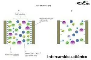 Tiloom - Modelização da Troca Catiónica - Troca catiónica