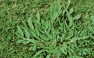 Tiloom - Graus-dia. Tratamentos fitossanitários - 22/02/2017 18:13:05 crabgrass digitaria spp Pesquisar no Google Tiloom - Graus-dia. Tratamentos fitossanitários - 22/02/2017 18:13:05 crabgrass digitaria spp Pesquisar no Google