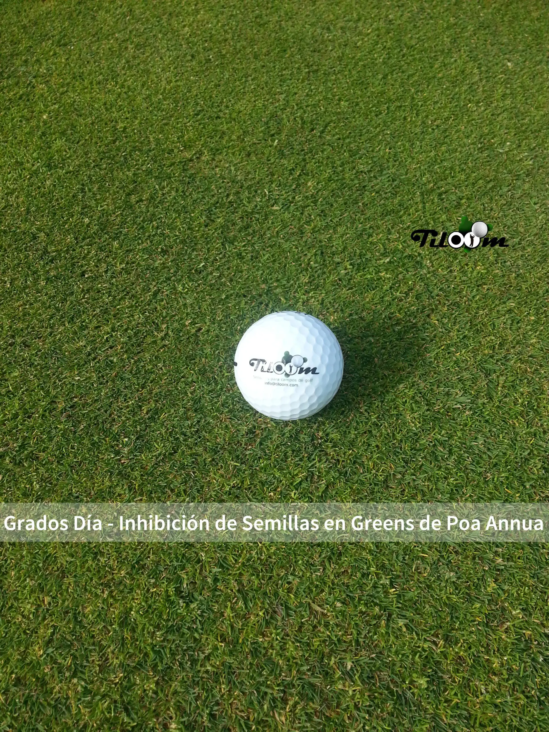 Tiloom – Taggrade – Hemmung der Keimung von Poa annua auf Greens – 20170221 151346 5 scaled