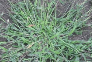Tiloom - Graus-dia. Tratamentos fitossanitários - Dallisgrass Tiloom - Graus-dia. Tratamentos fitossanitários - Dallisgrass