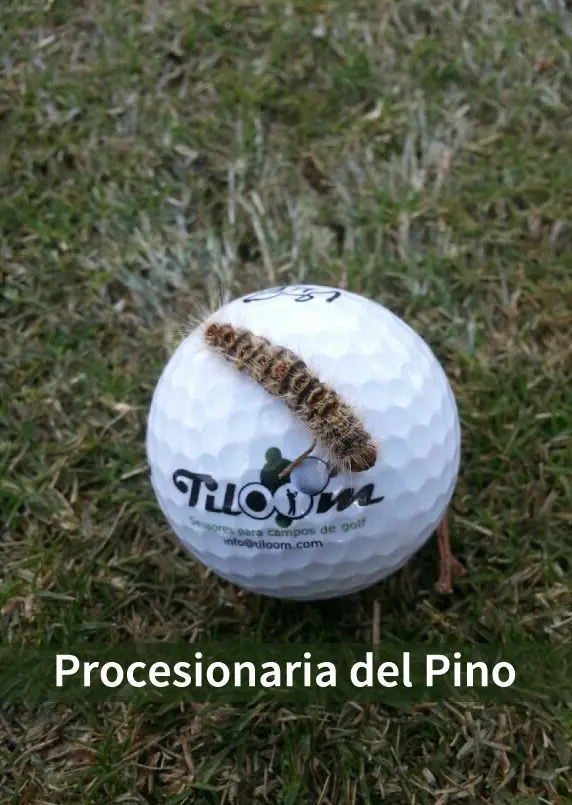 Tiloom - Procesionaria del Pino - Proce 1