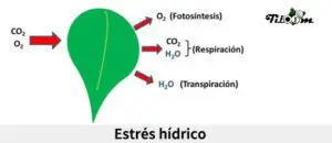 Tiloom - Water Stress in Plants - water stress