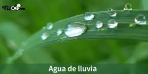 Tiloom - Eau de pluie : découvrez ce qu’elle contient réellement - Eau de pluie