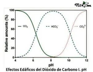 Tiloom - Efeitos edáficos do dióxido de carbono I: pH - EEC pH