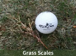 Tiloom - Grass Scales - Grass Scales