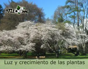 Tiloom - The role of light in plant growth - LightAndPlantGrowth3