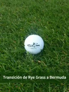 Tiloom - Transición de Rye Grass a Bermuda - RG a B 1
