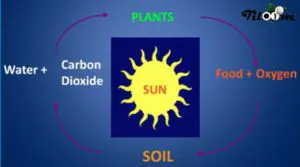 Tiloom – Soil Breathing – soil resp.
