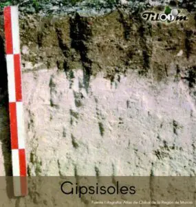Tiloom - Gipsisoles - gipsisoles