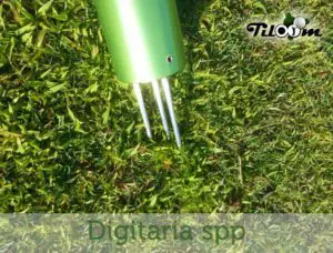 Tiloom - Digitaria dans le gazon : Luttez contre l'invasion de la digitaire - Digitaria