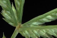 Tiloom – Eleusine indica: a practical guide to controlling it in lawns – Flowering Tiloom – Eleusine indica: a practical guide to controlling it in lawns – Flowering