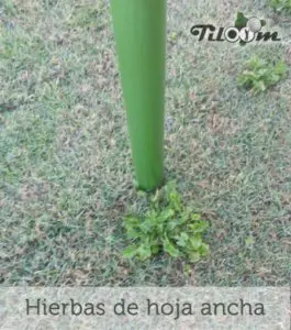 Tiloom - Erbacce a foglia larga - HojaAncha® (marchio registrato)
