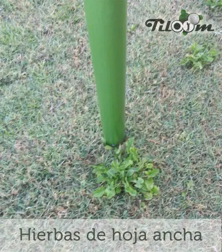 Tiloom - الأعشاب الضارة ذات الأوراق العريضة - HojaAncha® علامة تجارية مسجلة