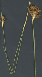 Tiloom – Other narrow-leaved weeds – Juncus