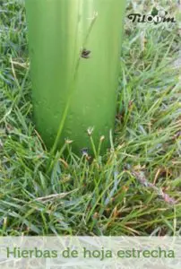 Tiloom - Autres mauvaises herbes à feuilles étroites - Mauvaises herbes à feuilles étroites avec titre de blog